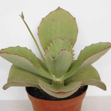 Kalanchoe synsepala